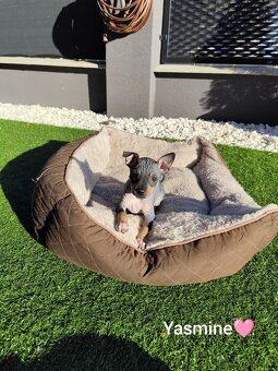 Americký bezsrstý teriér- šteniatka - 6