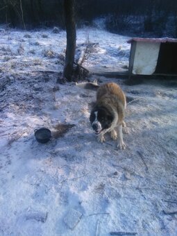 Kaukazský ovčiak - 6