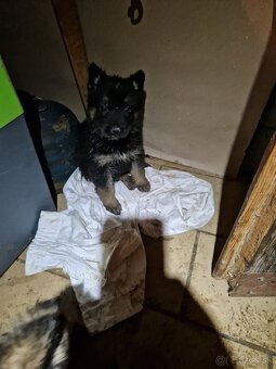 nemecky ovciak bez PP - 6