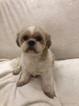 Predám šteniatka plemena shi tzu - 6