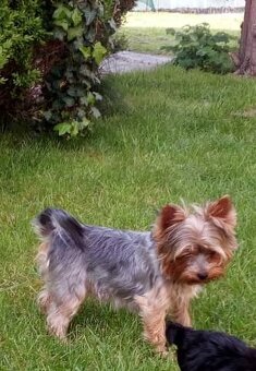Yorkshire terrier, yorkshirsky terier, york - 6