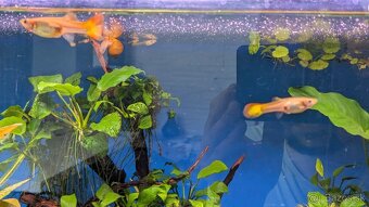 Ryby:Caridina Japonica XL, Gupka Sunset, Mrenka siamska - 6