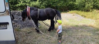 Ťažný žrebec - 6