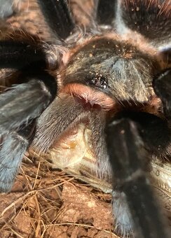 Tarantula,vtackár - 6