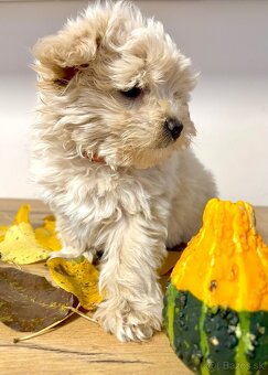 Maltipoo - 6