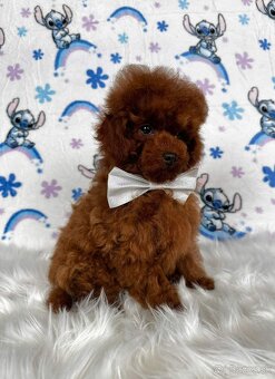 Pudel toy/Pudlík toy - red brown psíček - 6