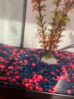 predám gubky a prisavníkov - 6