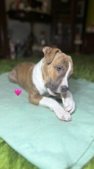 Americký Stafordšírsky Terier  s PP - 6