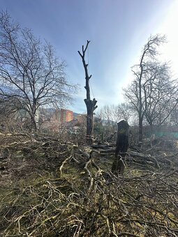 Výrub rizikových stromov - 6