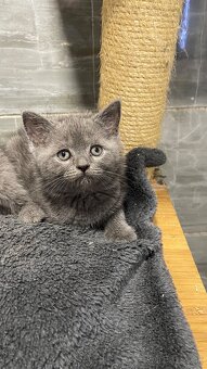 Britský Kocurik - 6