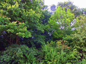 Predaj - lesy, k.ú. Vagrinec - 6