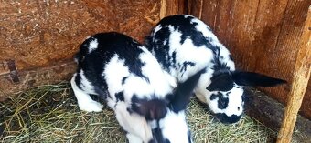 Predám králiky - 6