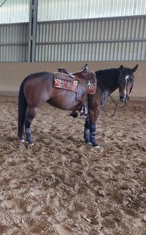 QH kobyla - 6