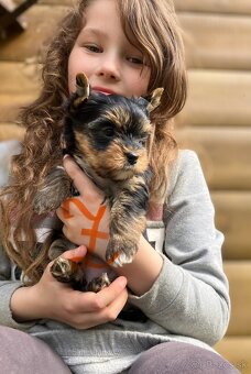 Yorkshire terrier s PP - 6
