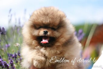 Pomeranian FCI - 6