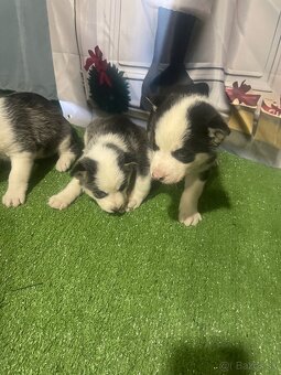 Šteniatka Husky - 6