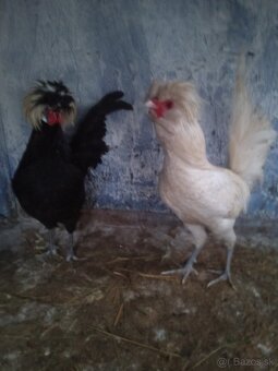 Predám kohúta Paduanka - 6