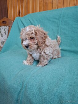 Maltipoo - 6