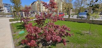 Luxusný jednoizbový apartmán v exotickom komplexe - 6