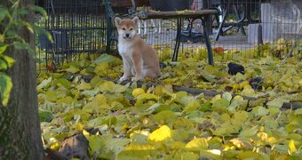 Shiba inu s PP /FCI / - 6
