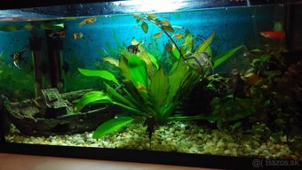 Akvárium a príslušenstvo - 6