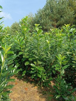 VAVRÍNOVEC NOVITA-Košice - 6