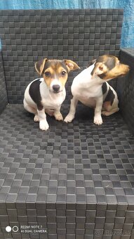Jack Russell terier. - 6