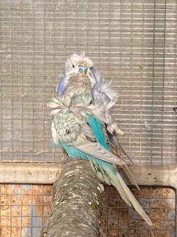 Hagoromo andulky - 6