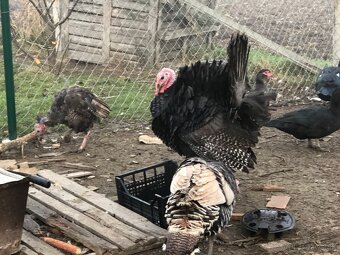 Moriak bronzový - predám - 6