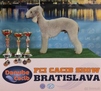 Bedlington teriér - 6