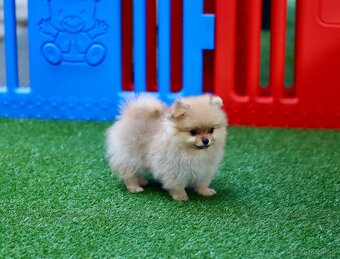 Pomeranian šťeňátka s PP - 6