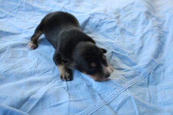 Ponúkam šteniatka - 6