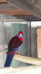 Austrália odcervenie S76 - 6