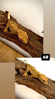 Pagekon riasnaty - 6