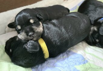 Malý čiernostrieborný bradáč - 6