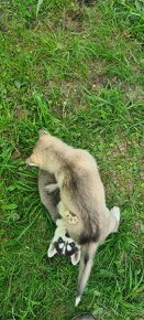 Sibirský husky - šteniatka - 6