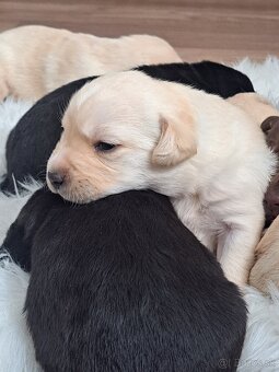 Labrador šteniatka - 6