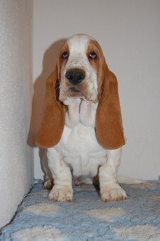 Basset hound šteniatko - 6
