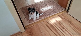 Yorkshire terier biewer - 6