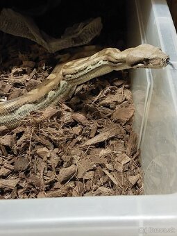 Python regius CB/24, Boa c. Doprava po SR/Faunia/ZE/Akvatera - 6