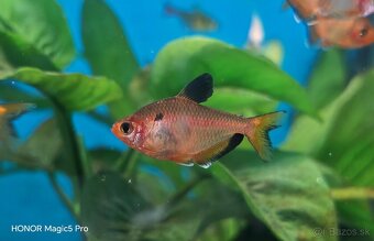 Akvariové ryby (raritky) k odberu - 6