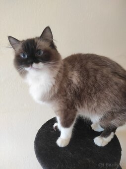 Ragdoll mačka - 6
