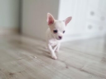 Predám čivava(chihuahua) - 6