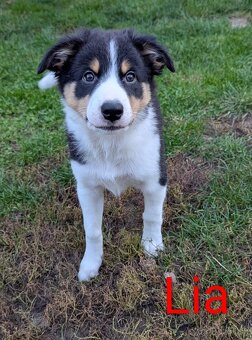 Border kolia tricolor - 6