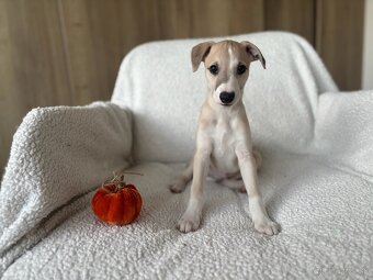 Vipet s preukazom pôvodu - 6