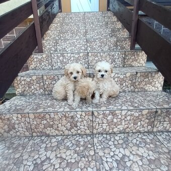 Maltipoo - 6