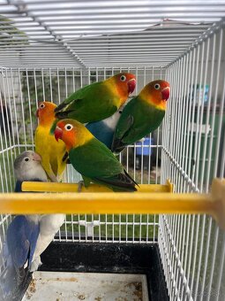 Agapornis fisher chovne pary - 6