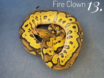 Predam mláďatá Python regius 2024 - 6