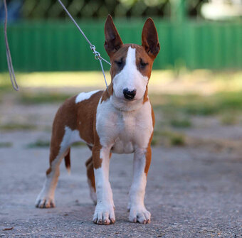 Bullterrier, Bullterier, Bulterier - 6