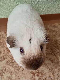 Predám morčatá, samec mesačný, samice ročné - 6